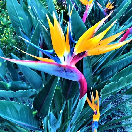 Surf Beach_santa Barbara Secret Gardens Nyaraló Ribeira Grande